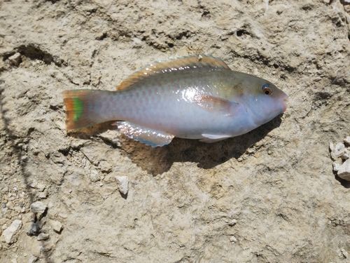 イラブチャーの釣果