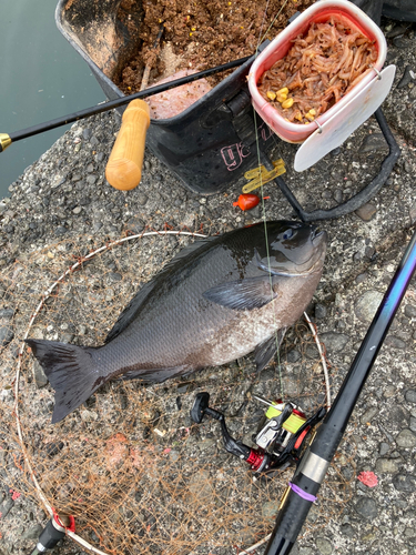 メジナの釣果