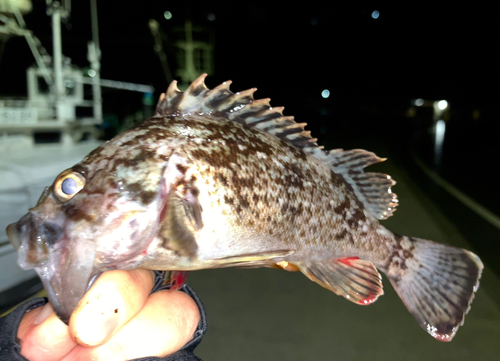 クロソイの釣果