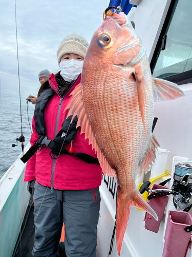 マダイの釣果