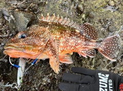 ウッカリカサゴの釣果