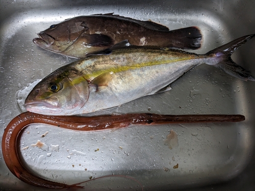 マハタの釣果