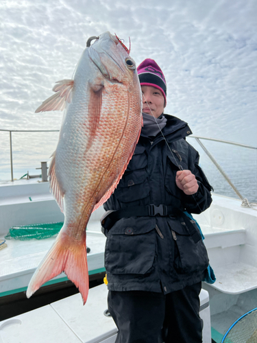 マダイの釣果