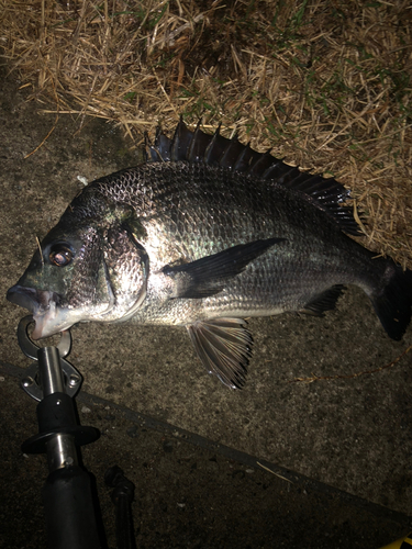 チヌの釣果