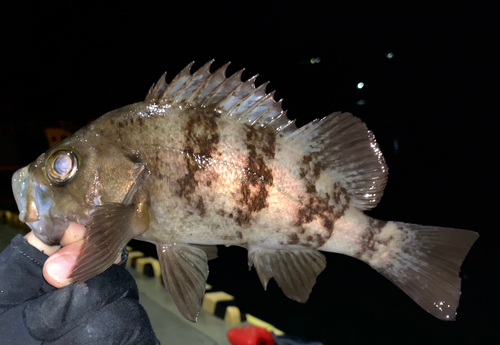 メバルの釣果