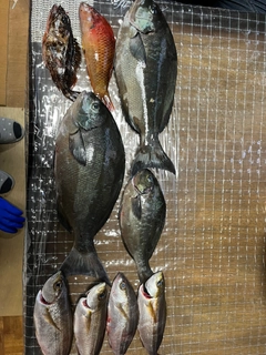 クロの釣果