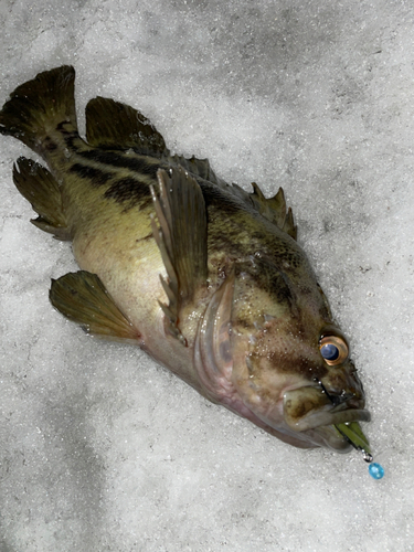 シマゾイの釣果