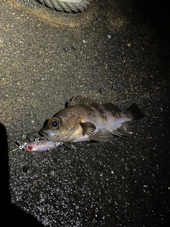 アオメバルの釣果