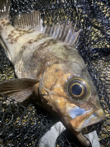 シロメバルの釣果