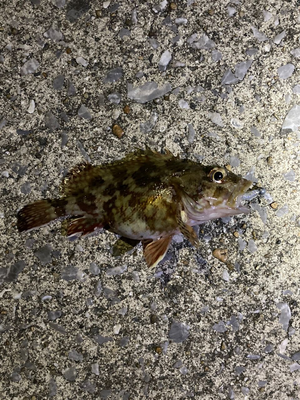 カサゴ