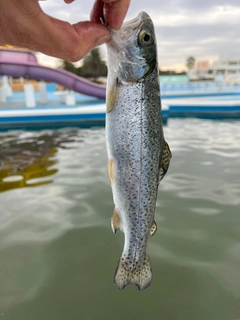 サクラマスの釣果