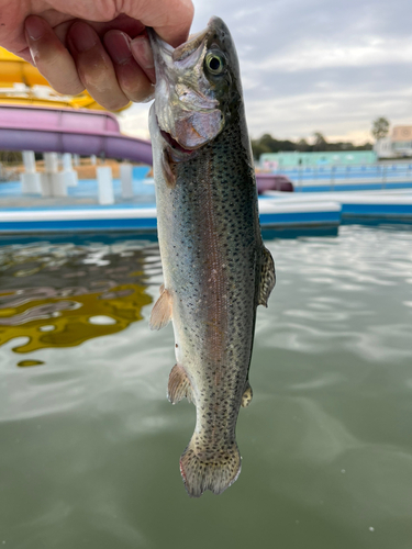 ニジマスの釣果