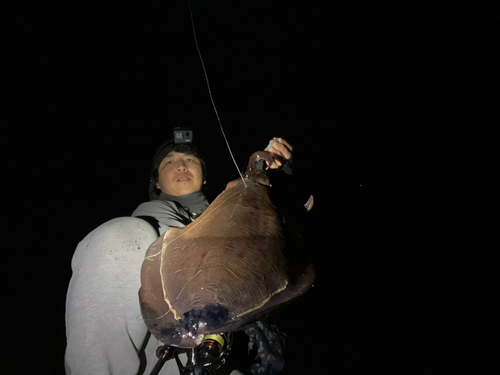 コウイカの釣果