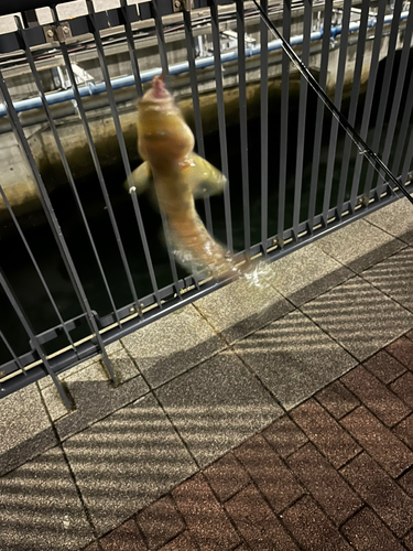 マハゼの釣果