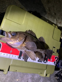 シロメバルの釣果