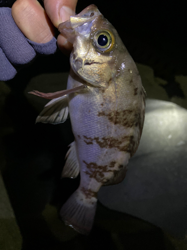 メバルの釣果