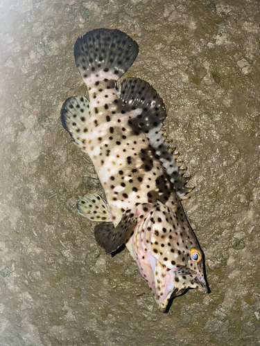 ヤイトハタの釣果