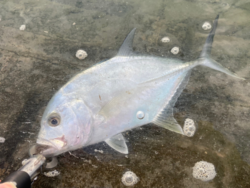 メッキの釣果