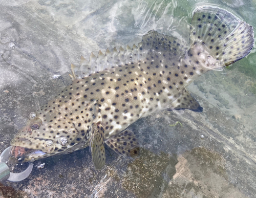 ヤイトハタの釣果