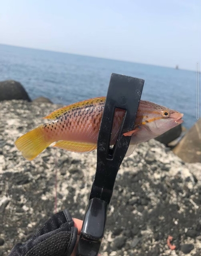 アカササノハベラの釣果