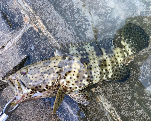 ヤイトハタの釣果