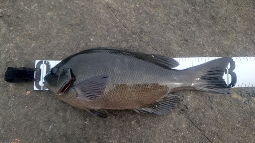 クチブトグレの釣果