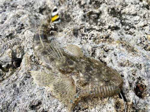 ミナミマゴチの釣果