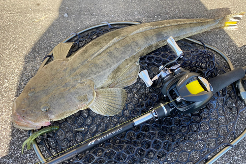 ミナミマゴチの釣果