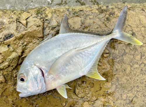 メッキの釣果