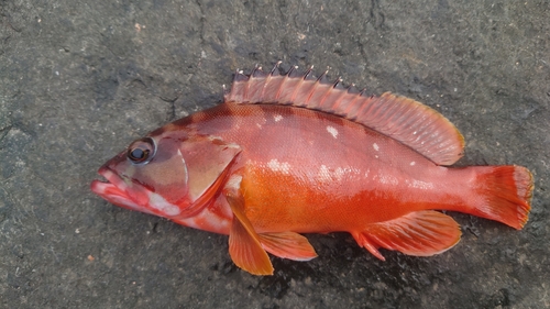 アカハタの釣果