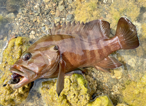 ヤミハタの釣果