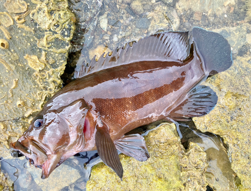 ヤミハタの釣果