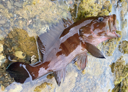 ヤミハタの釣果