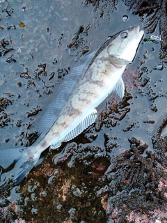 ホッケの釣果