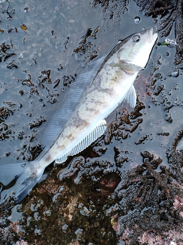 ホッケの釣果