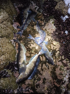 ホッケの釣果