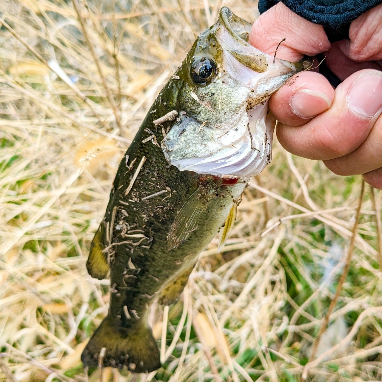 ラージマウスバス