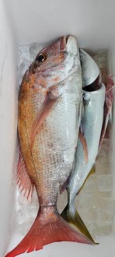 タイの釣果