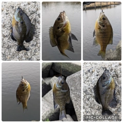 ブルーギルの釣果