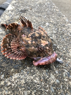 ケムシカジカの釣果