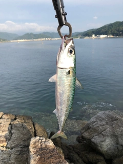 サバの釣果