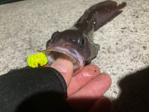 ドンコの釣果