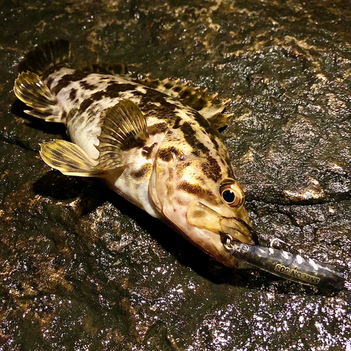 タケノコメバルの釣果