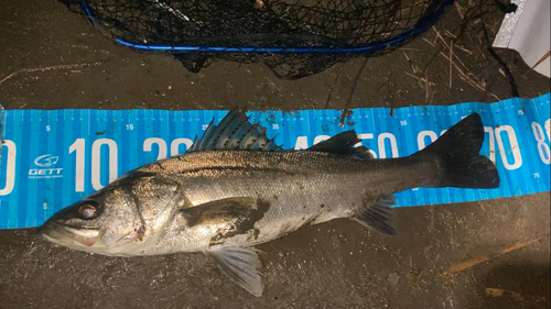 シーバスの釣果