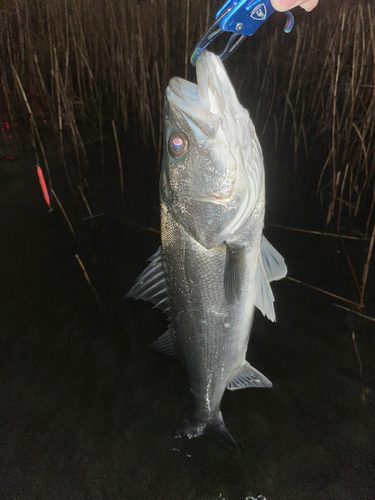 スズキの釣果