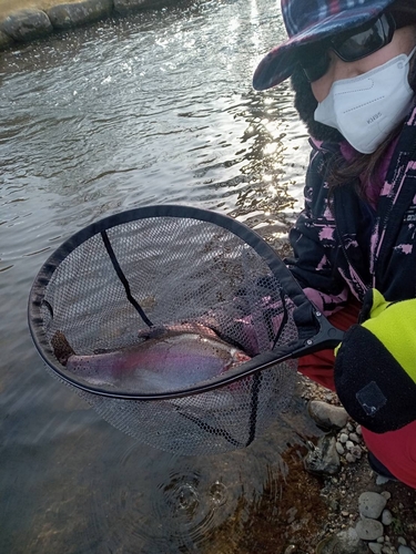 ニジマスの釣果