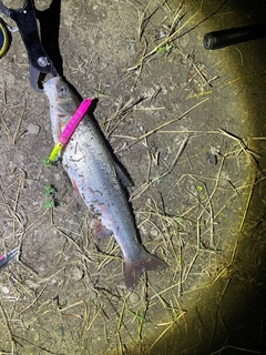 ウグイの釣果