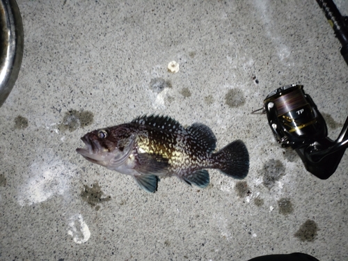 マゾイの釣果