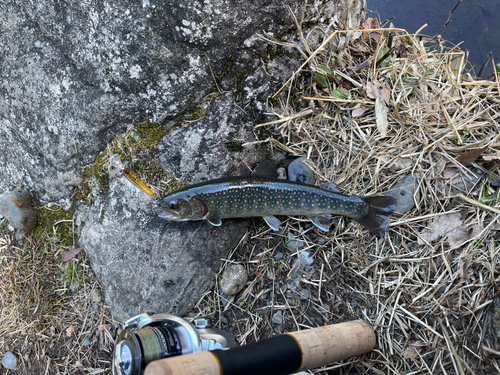 イワナの釣果