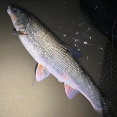 ウグイの釣果